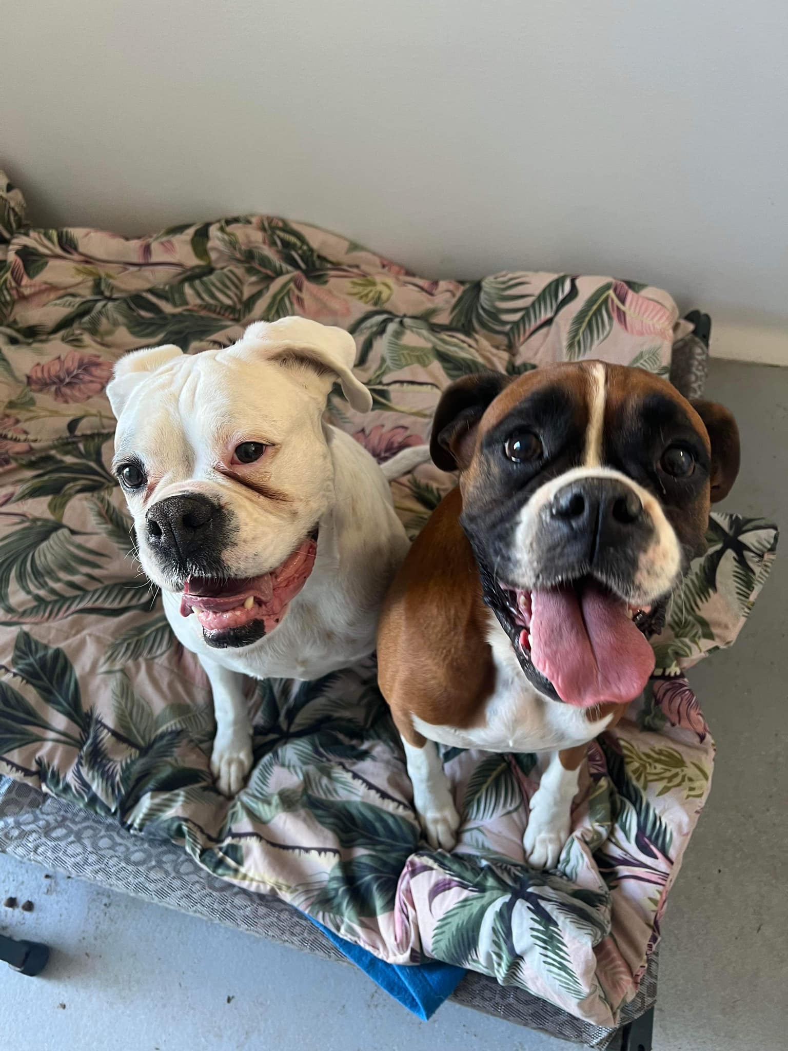 Image showcasing Pet Transit Lounge for a Stress-Free Travel for Fur Babies